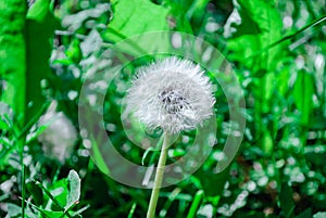 Close-up of a dandelion on a thin leg against a background of green grass