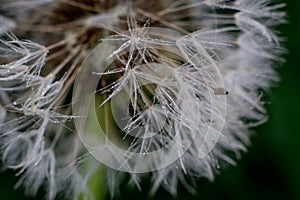 Close up of dandelion with water droplets.