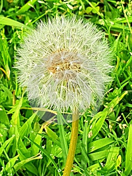 Close up of Dandelion in the wild