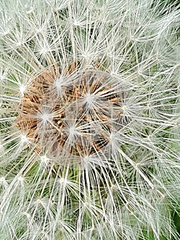 Close up of Dandelion in the wild