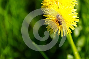 Close-Up Of Dandelions Blooming In Field with a bee on it-Stock photos