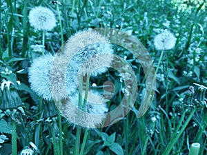 Close up dandelions on the field, spring background, wide view