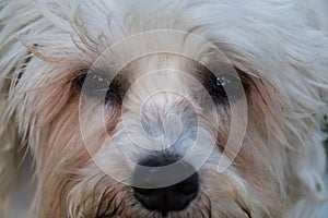 Close up of Dandie Dinmont Terrier face