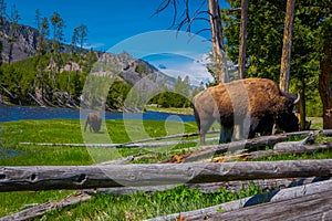 Close up of dangerous American Bison Buffalo grazing inside the forest in Yellowstone National Park