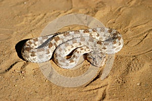 Close-up of dangerous horned viper in the sahara