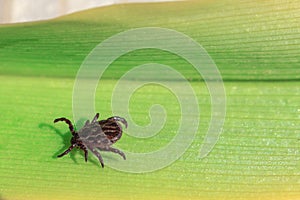 close-up. A dangerous parasite and infection carrier mite sitting on a green leaf