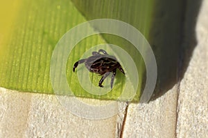 close-up. A dangerous parasite and infection carrier mite sitting on a green leaf