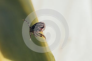 close-up. A dangerous parasite and infection carrier mite sitting on a green leaf