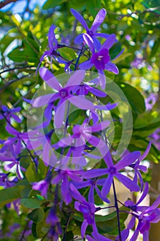 Close up of dangling purple flowers on a lush green tree. Greenery in background.