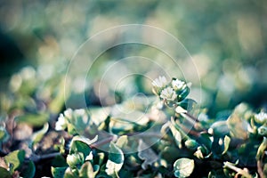 Close up danish scurvy grass on ground concept photo