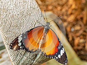 A close up of Danus chrysippus Butterfly,Plain Tiger Butterfly