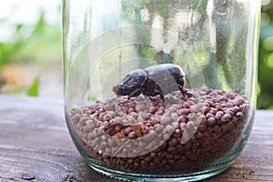 Close-up dark brown beetle on tiny brown ceramic bead in clear glass jar