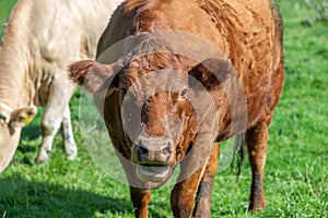 Close up of a dark brown cow chewing the cud. Green grass and  in the background