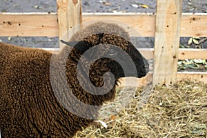 Close up of dark brown sheep of the Romanov breed. Sheep in a pe