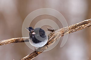 Close up of a Dark-eyed junco (Junco hyemalis) perched on a branch during winter in Wisconsin.