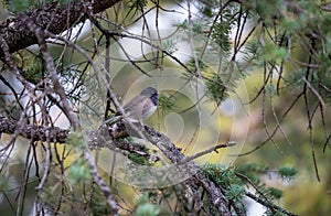 Close up of dark eyed junco in pine tree