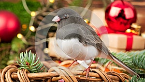 Close-Up Dark-Eyed Junco Portrait in Artistic Studio Setting