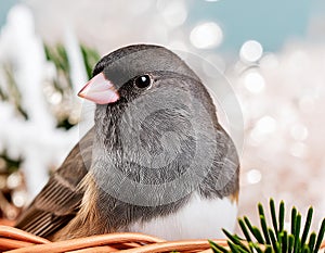 Close-Up Dark-Eyed Junco Portrait in Artistic Studio Setting