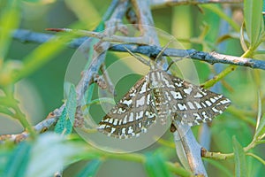 Geometridae moth