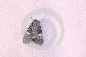 Noctuidae moth