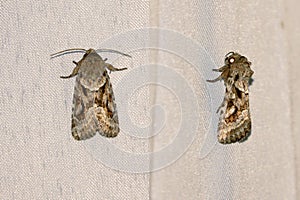 Noctuidae moth photo