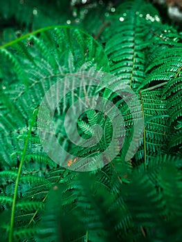 close up dark green ferns leaves growing abstract