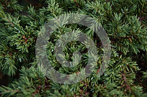 Close up of dark green needled branch photo