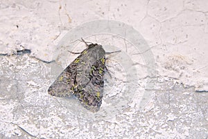 Noctuidae moth