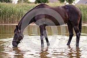 Close-up of a dark horse drinks water from a lake. Horse ride