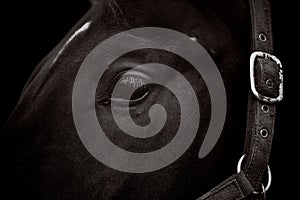 Close-up of dark horse head with bridle isolated on black
