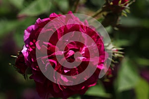 a close up of a dark hot pink Cabbage rose Rosa × centifolia