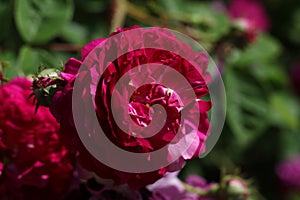 a close up of a dark hot pink Cabbage rose Rosa × centifolia