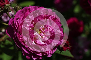 a close up of a dark hot pink Cabbage rose Rosa × centifolia