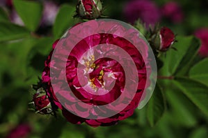 a close up of a dark hot pink Cabbage rose Rosa × centifolia