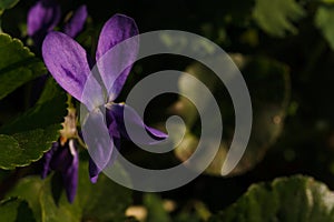 Close up dark macro shot of violet flower among green leaves