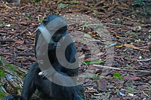 Close-up of a dark monkey in the wild.