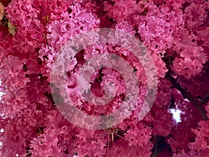 Close up of Dark Pink Crape Myrtle Blossoms, pink flowering tree