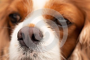 Close up of dark pink dry dog nose. Front view of dog head resting on table. Focus on nose. Relaxed red orange long hair cavalier