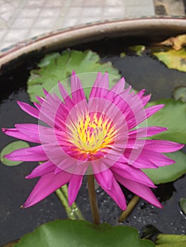 Close up Dark pink waterlily or Yellow lotus