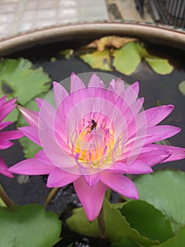 Close up Dark pink waterlily or Yellow lotus