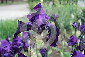 Close-up of dark purple flower of Iris germanica in May