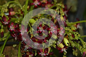 Close up of dark red flowers on the tree