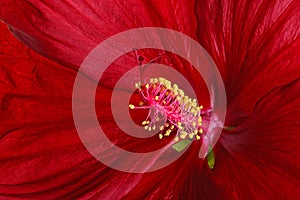 Close-up of a dark red hibiscus flower