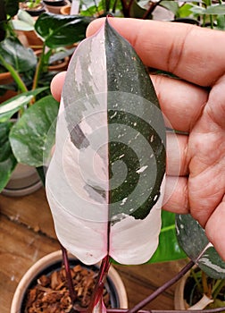 Close up of a dark reen and white color leaf of Philodendron Red Anderson photo