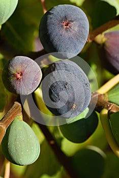 Close up of dark ripe and green unripe figs growing on a branch on a fig tree, in portrait format