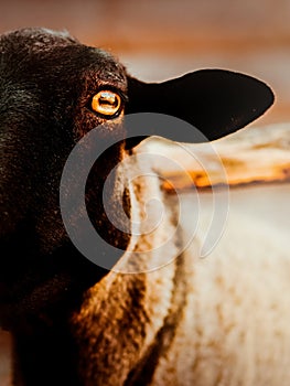 A close-up of the dark sheep's face, emphasizing the essence of rural life and livestock in agriculture