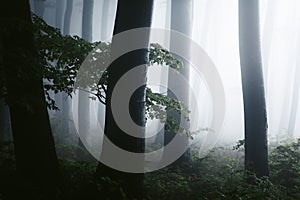 Close up of dark trees in spooky foggy forest. Strange bright light in the distance. Halloween background