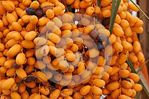 Close up of date palm fruit (Phoenix dactylifera)