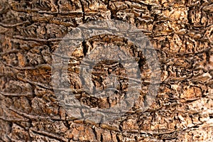 Close up date palm tree trunk texture in a sunny day