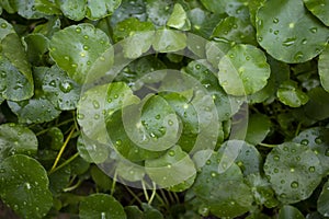 Close up of Daun Pegagan, Centella asiatica leaves with water splash